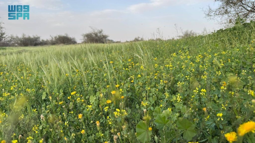 متنزه أم العصافير البري برفحاء.. سنابل وزهور ربيعية ترسم مشهدا متكاملا